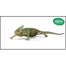 Camaleón del Yemen - Chamaeleo calyptratus (Adultos)